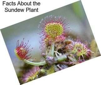 Facts About the Sundew Plant