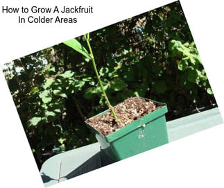 How to Grow A Jackfruit In Colder Areas