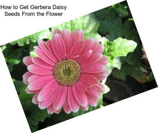How to Get Gerbera Daisy Seeds From the Flower