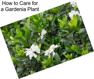 How to Care for a Gardenia Plant