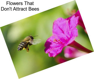 Flowers That Don\'t Attract Bees