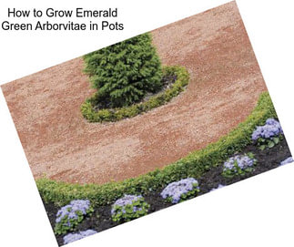 How to Grow Emerald Green Arborvitae in Pots