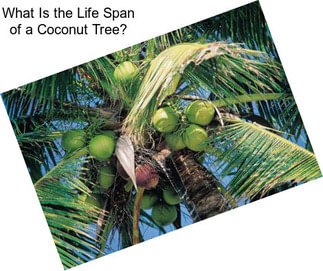 What Is the Life Span of a Coconut Tree?