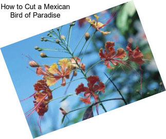 How to Cut a Mexican Bird of Paradise