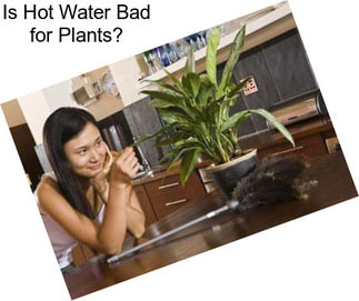 Is Hot Water Bad for Plants?