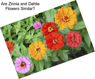 Are Zinnia and Dahlia Flowers Similar?