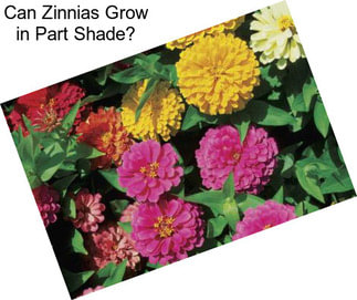 Can Zinnias Grow in Part Shade?