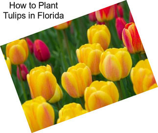 How to Plant Tulips in Florida