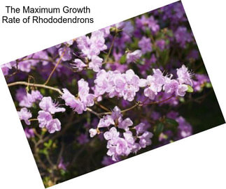 The Maximum Growth Rate of Rhododendrons