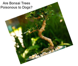 Are Bonsai Trees Poisonous to Dogs?
