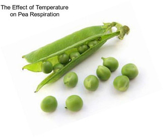 The Effect of Temperature on Pea Respiration