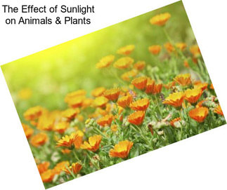 The Effect of Sunlight on Animals & Plants