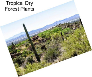 Tropical Dry Forest Plants