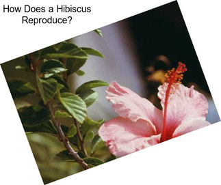 How Does a Hibiscus Reproduce?