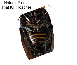 Natural Plants That Kill Roaches