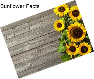 Sunflower Facts