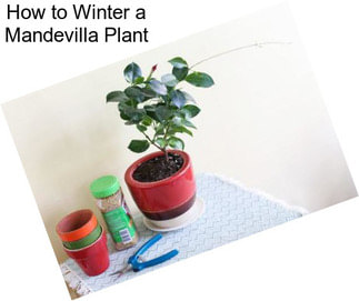 How to Winter a Mandevilla Plant