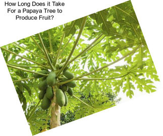 How Long Does it Take For a Papaya Tree to Produce Fruit?