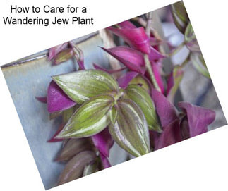 How to Care for a Wandering Jew Plant