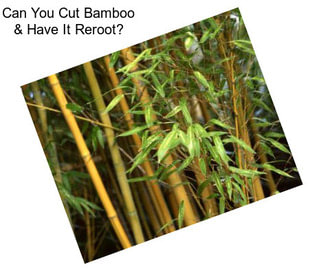 Can You Cut Bamboo & Have It Reroot?