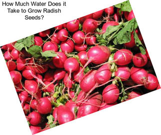 How Much Water Does it Take to Grow Radish Seeds?