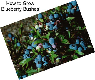 How to Grow Blueberry Bushes