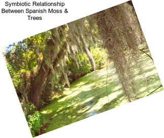 Symbiotic Relationship Between Spanish Moss & Trees