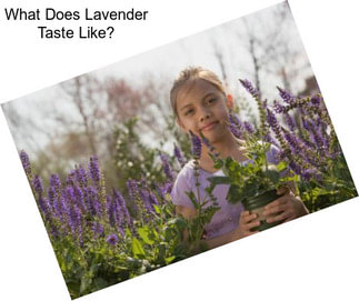 What Does Lavender Taste Like?