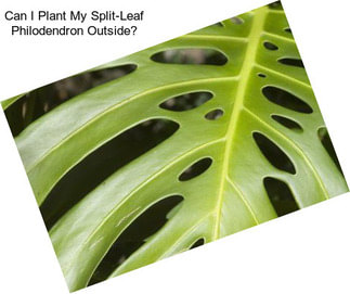 Can I Plant My Split-Leaf Philodendron Outside?