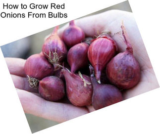 How to Grow Red Onions From Bulbs