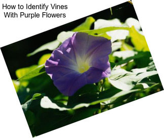 How to Identify Vines With Purple Flowers
