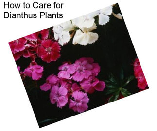 How to Care for Dianthus Plants