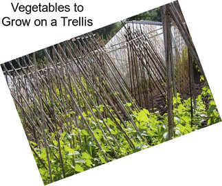 Vegetables to Grow on a Trellis