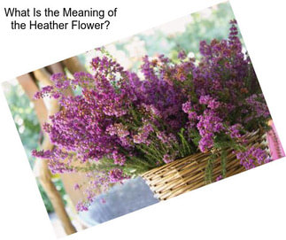 What Is the Meaning of the Heather Flower?