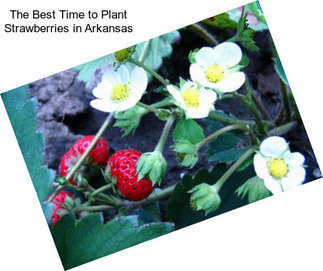 The Best Time to Plant Strawberries in Arkansas