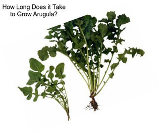 How Long Does it Take to Grow Arugula?