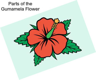 Parts of the Gumamela Flower
