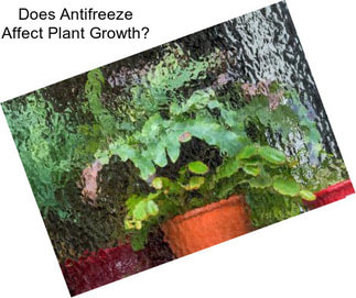 Does Antifreeze Affect Plant Growth?