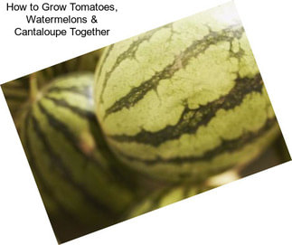 How to Grow Tomatoes, Watermelons & Cantaloupe Together