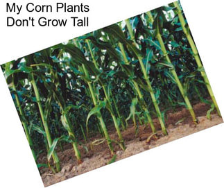 My Corn Plants Don\'t Grow Tall