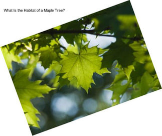 What Is the Habitat of a Maple Tree?