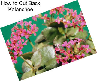 How to Cut Back Kalanchoe