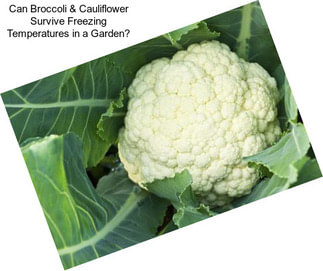 Can Broccoli & Cauliflower Survive Freezing Temperatures in a Garden?