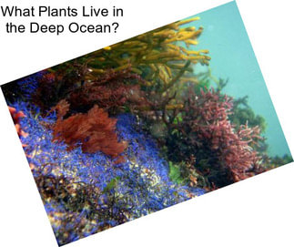 What Plants Live in the Deep Ocean?