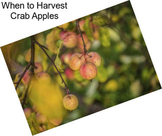 When to Harvest Crab Apples