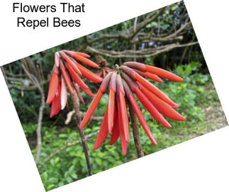 Flowers That Repel Bees
