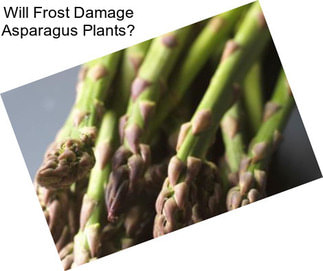 Will Frost Damage Asparagus Plants?