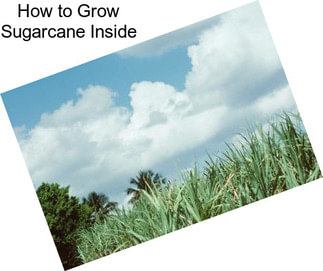 How to Grow Sugarcane Inside