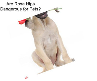 Are Rose Hips Dangerous for Pets?