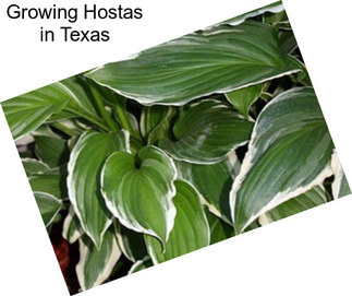 Growing Hostas in Texas